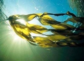 Полезные свойства ламинарии японской. Состав водоросли