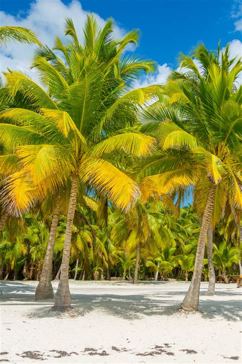 Tropical Palm Trees Free Stock Photo - Public Domain Pictures