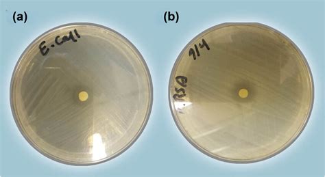 Agar Disc Diffusion Method Using CoNPs Against A E Coli And B MRSA