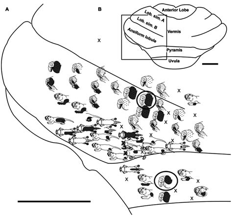 Topography Of The Naked Mole Rat Cerebellum With Electrophysiological