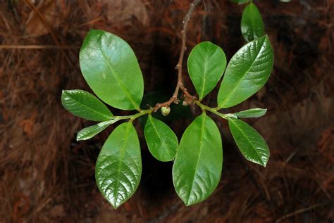 Asimina parviflora (Dwarf Pawpaw, Small-flowered Pawpaw) | North ...