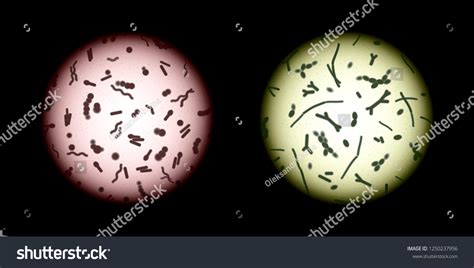 3+ Hundred Cocci Under Microscope Royalty-Free Images, Stock Photos & Pictures | Shutterstock