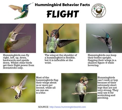 Hummingbird Behavior Facts Humming Bird Feeders Hummingbird Facts