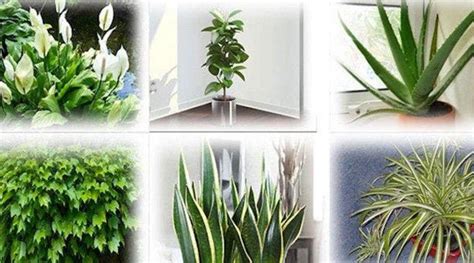 Plantes Qui Purifient Naturellement Lair De Votre Maison