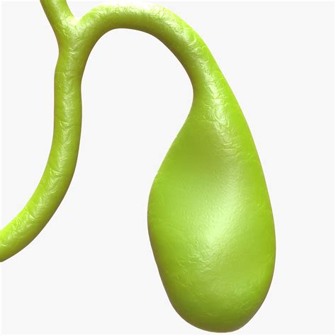 Gallbladder with Gallstones 3D Model