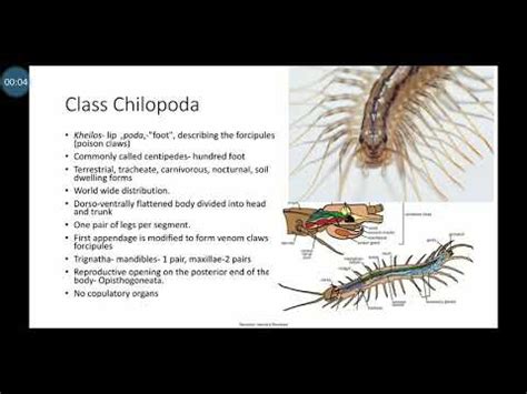 Class Chilopoda And Class Diplopoda Phylum Arthropoda Description In