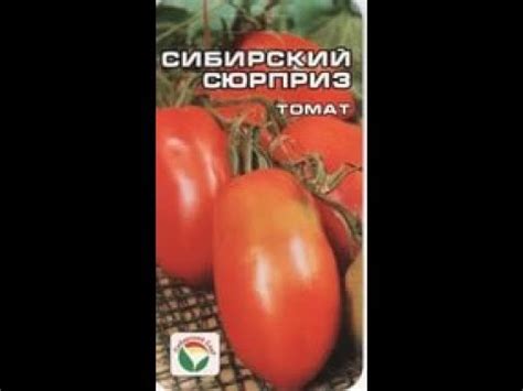 Томат Сибирский сюрприз . Сиб Сад . высота 1.2м средне - ран 100- 150 ...