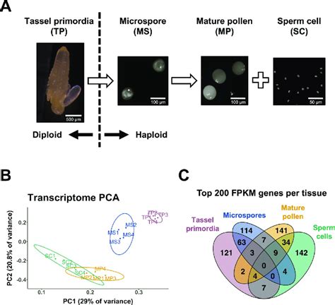 Experimental Design And Characteristics Of Maize Male Reproductive