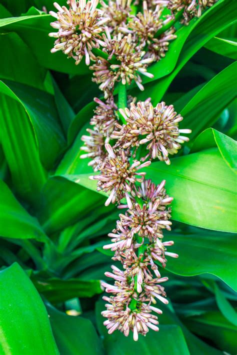 Step-by-Step How to Propagate Dracaena Fragrans Guide - Blooming Anomaly