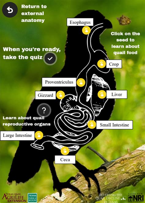 Lesson: Learn the Anatomy of a Quail | Texas A&M NRI