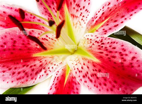 Close Up Of Stamen Anther Filament And Pistil In A Star Gazer Lily