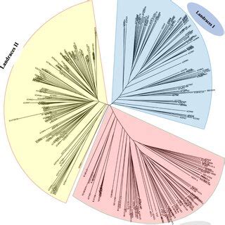 The Dendrogram Of Neighbor Joining Clustering Constructed Using