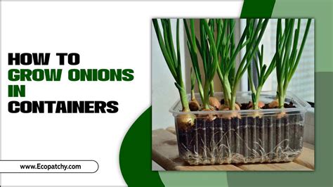 How To Grow Onions In Containers Container Mastery