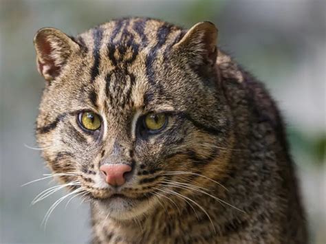 The Wild Fishing Cats Of The Wetlands