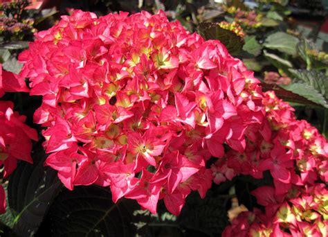 Hydrangea, Closeup, Red, HD Wallpaper | Rare Gallery