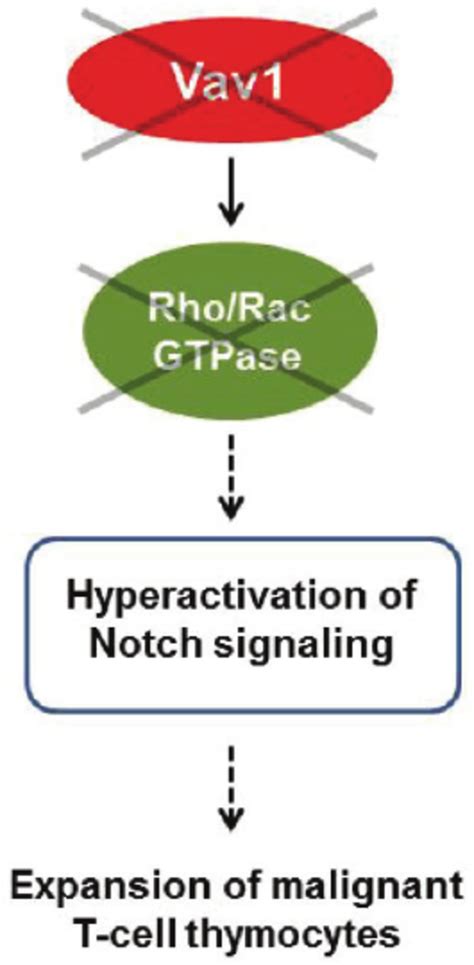 Proposed Model Of Vav1 Deletion Mediated Murine T Cell Lymphoblastic