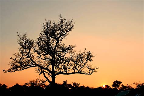 Free Images Landscape Tree Nature Grass Horizon Branch