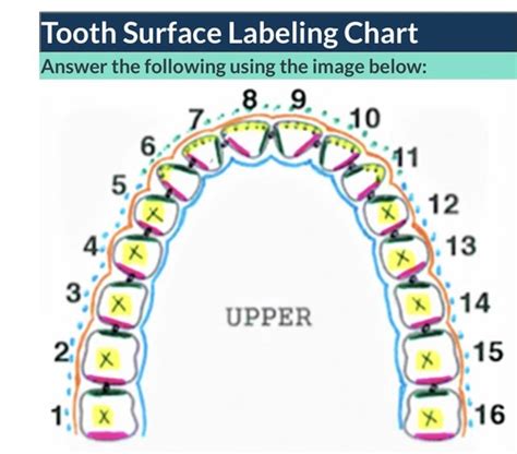 tooth surfaces Flashcards | Quizlet