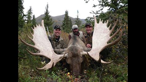 Big Alaskan Bull Moose At 60 Yards Youtube