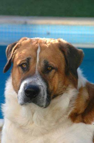 El Rafeiro Do Alentejo Es Un Moloso Perro De Gran Porte Con Un