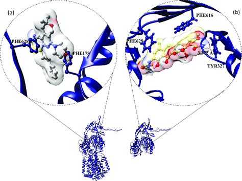 Efflux Pump Inhibitors Bound To Rnd Inner Membrane Efflux Transporters Download Scientific