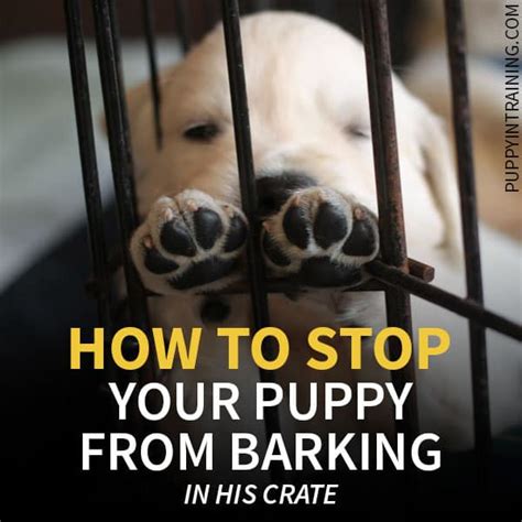 how to get dog to stop barking in crate