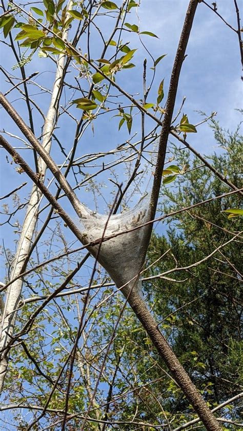 Eastern Tent Caterpillar