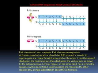 Types Of DNA PPT