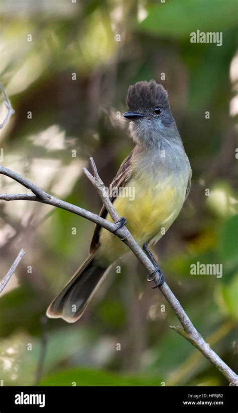 Apical Flycatcher Myiarchus Apicalis Cali Valle Del Cauca Stock