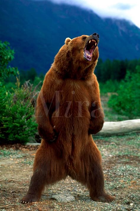 Angry Bear Standing | Funny Collection World