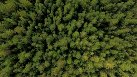 Aerial Footage Of The Tops Of Trees In A Coillte Forest Coillte