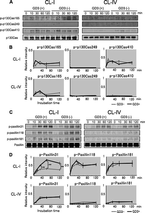 Phosphorylation Levels Of P130 Cas And Paxillin In GD3 Cells Or Control