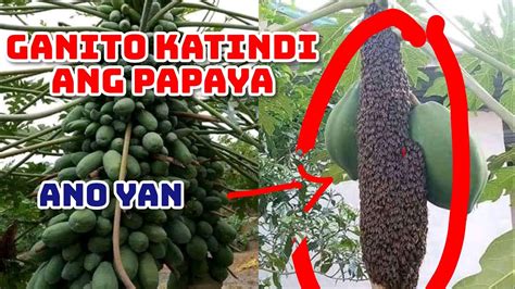 Amazing Health Benefits Of Papaya Health Benefits Of Papaya Leaves Gamot Sa Dengue Fever