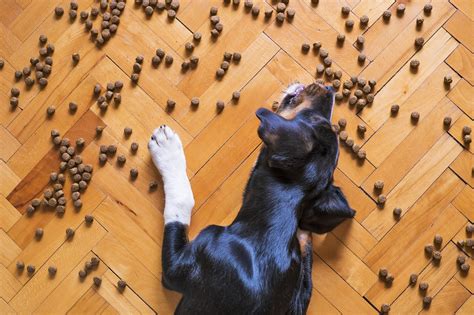 Ranking De Croquetas Para Perro Para Tu Mascota