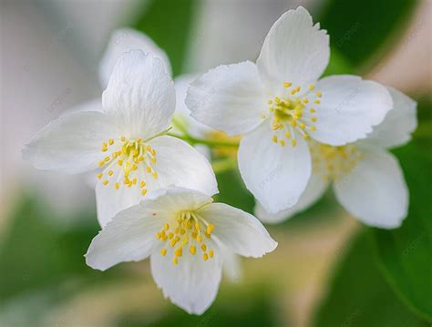 春の花ジャスミンの白いジャスミンの花がたくさんある小枝 写真背景 無料ダウンロードのための画像 Pngtree