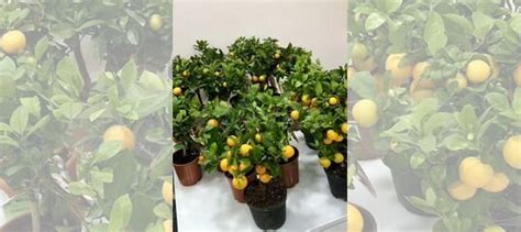 Мандариновое дерево купить в Иваново | Товары для дома и дачи | Авито