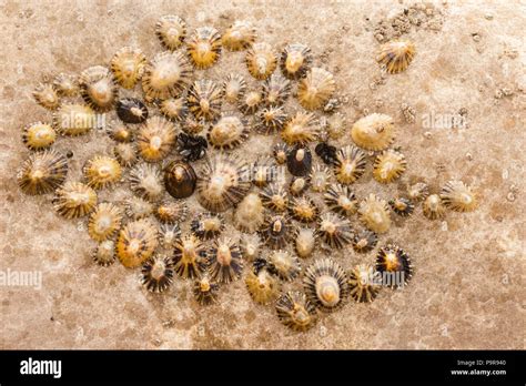 Praia da ursa, portugal hi-res stock photography and images - Alamy