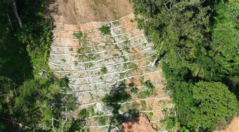 Primeira Fase Da Recupera O Florestal Na Costa Sul De S O Sebasti O