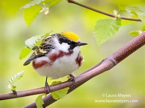 Chestnut-sided Warbler - Laura Meyers Photography