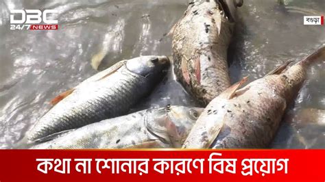 বগুড়ায় পুকুরে বিষ দিয়ে ১৬ লাখ টাকার মাছ মেরে ফেলার অভিযোগ Dbc News