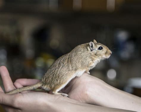 Do Gerbils Need a Running Wheel for Exercise? (Revealed!)