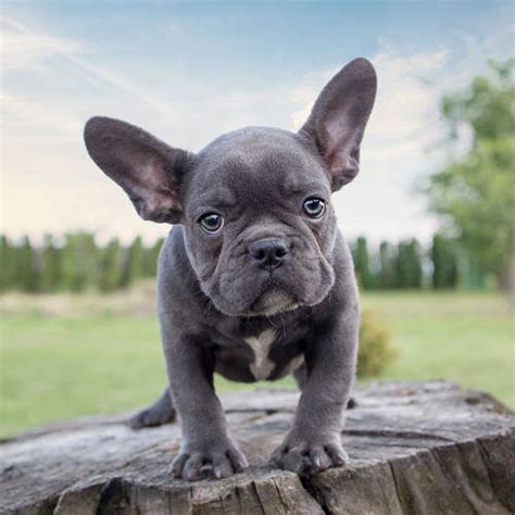 Blue French Bulldog – All You Need to Know