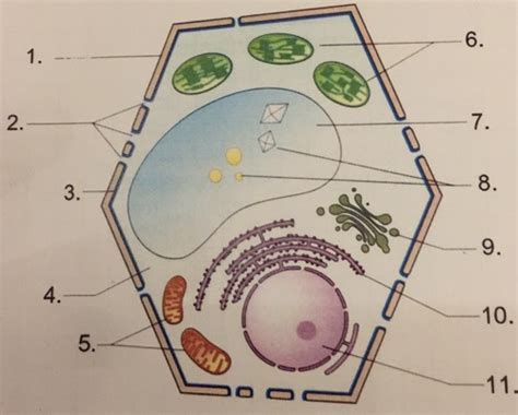 Aufbau Einer Zelle Pflanzlich Karteikarten Quizlet