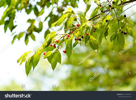 19 Cerasus Cerasoides Seeds Images, Stock Photos & Vectors | Shutterstock