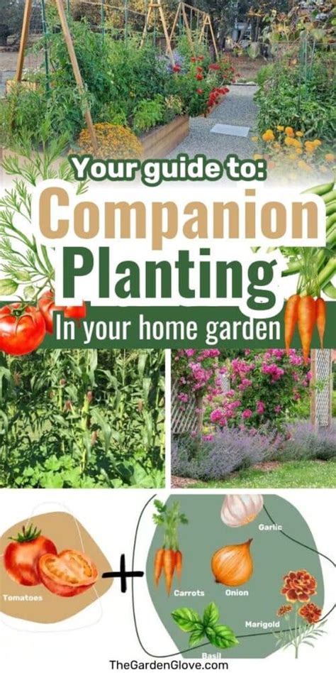 A Quick Guide To Companion Planting And Best Companion Plants For Home