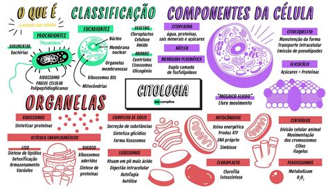 Tipos De Células [resumos E Mapas Mentais] Infinittus