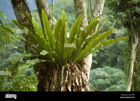 Epiphytic Birds Nest Fern Asplenium Nidus On A Tree Trunk In A Stock