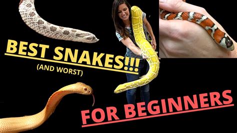 beginner pet snake  beginner reptile snake