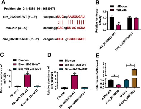 MiR 23b Was A Target Of Circ 0020093 A The Target Relationship And