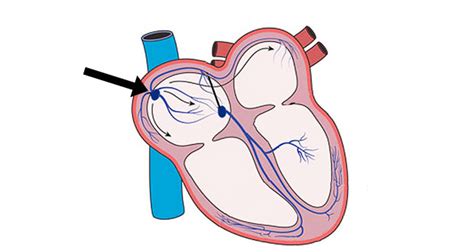 Describe the Conduction Pathway of the Heart